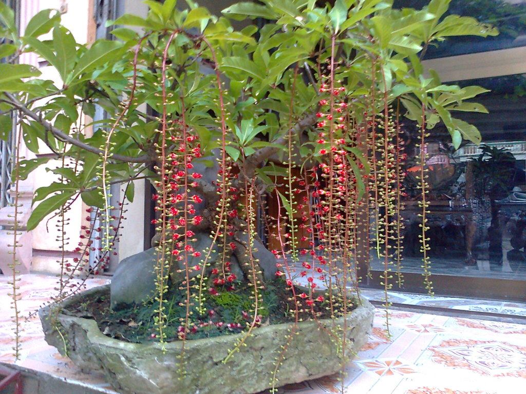 Cây lộc vừng cảnh