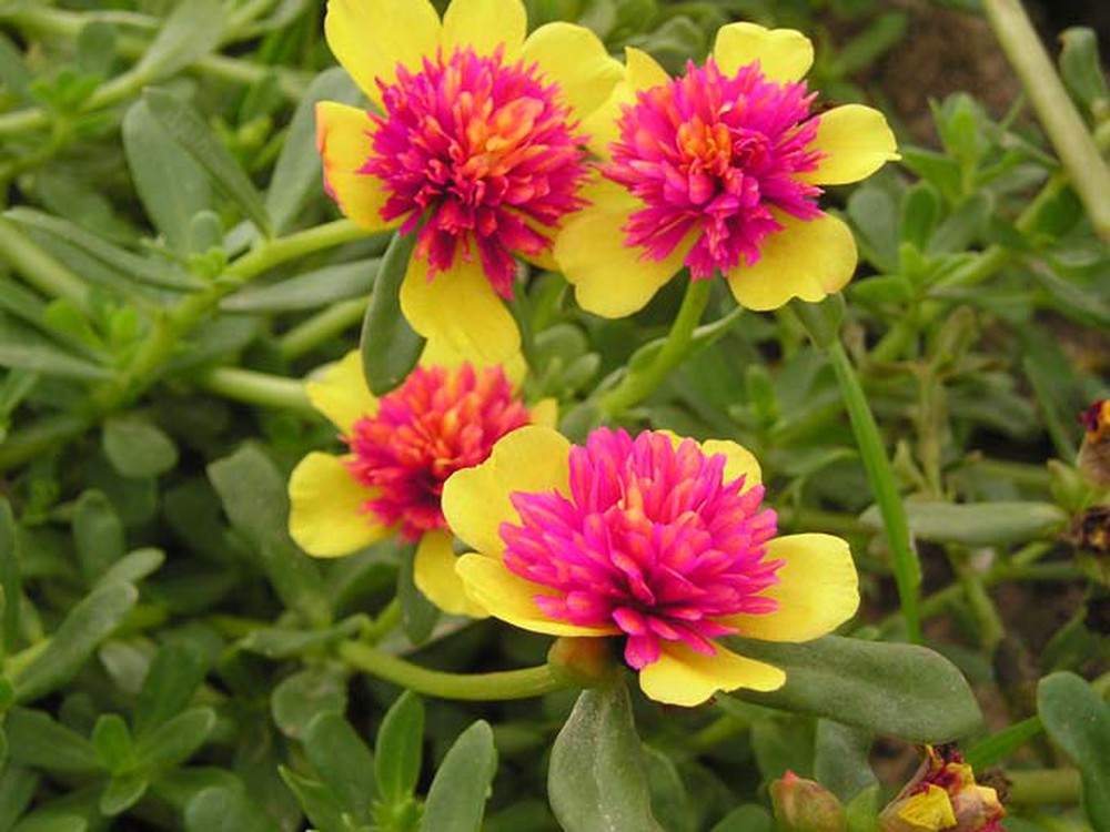 hoa mười giờ sam