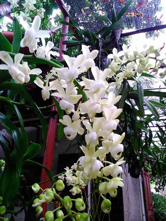 Ảnh giàn hoa quế lan hương tuyệt đẹp