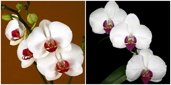 Giống Lan Hồ Điệp Phal. Su’s Red Lip và Phal. Pinlong Cardinal tạo được tiếng vang lớn