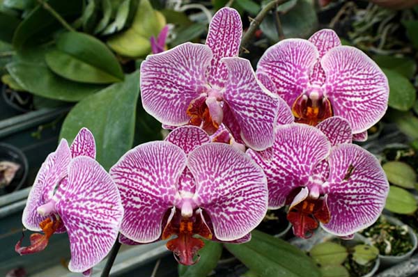 Giống Lan Hồ Điệp sọc độc đáo, nổi bật Phal. Leopard Rose Prince