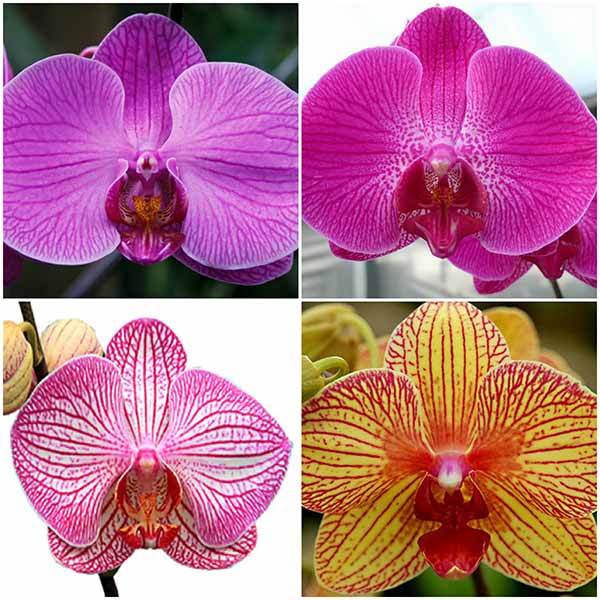 Giống Lan Hồ Điệp sọc thích hợp làm quà tặng khai trương, quà chúc mừng