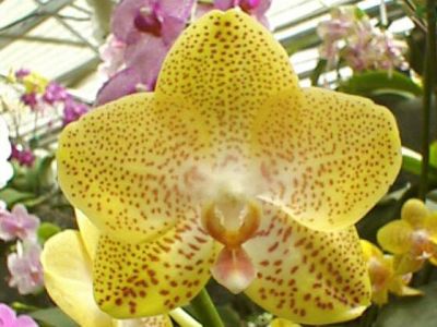 Giống Lan Hồ Điệp Phal. Golden Amboin 