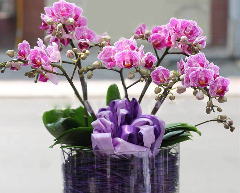 Giống Lan Hồ Điệp hoa nhỏ 