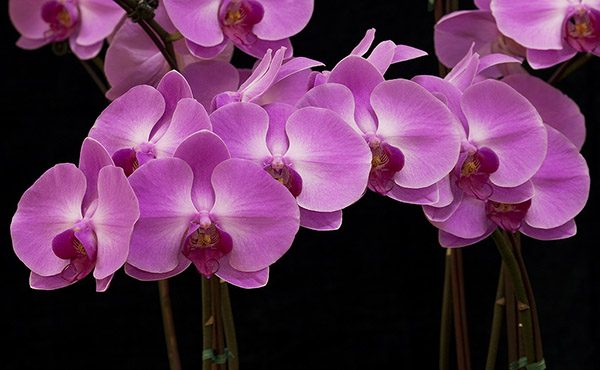 Giống Lan Hồ Điệp hoa màu phấn hồng: Dtps. Happy Valentine
