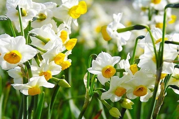 Các loài hoa đẹp nhất được nhiều người ưa thích