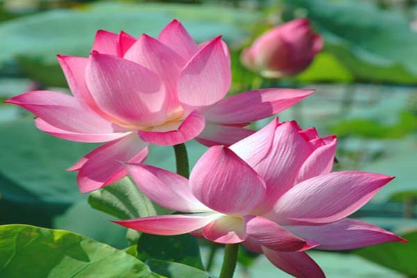 Các loài hoa đẹp nhất được nhiều người ưa thích