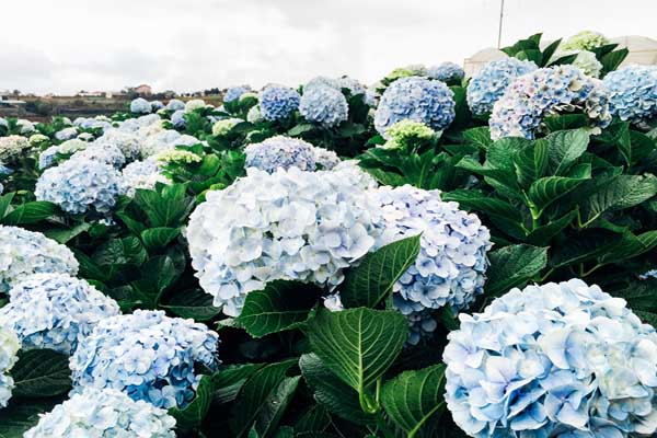 Các loài hoa đẹp nhất được nhiều người ưa thích4