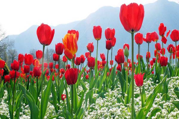 Các loài hoa đẹp nhất được nhiều người ưa thích 5