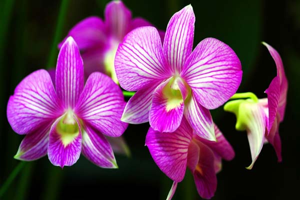 Các loài hoa đẹp nhất được nhiều người ưa thích 8
