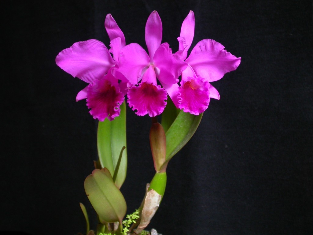 Phòng trừ bệnh nấm hiệu quả cho lan cattleya