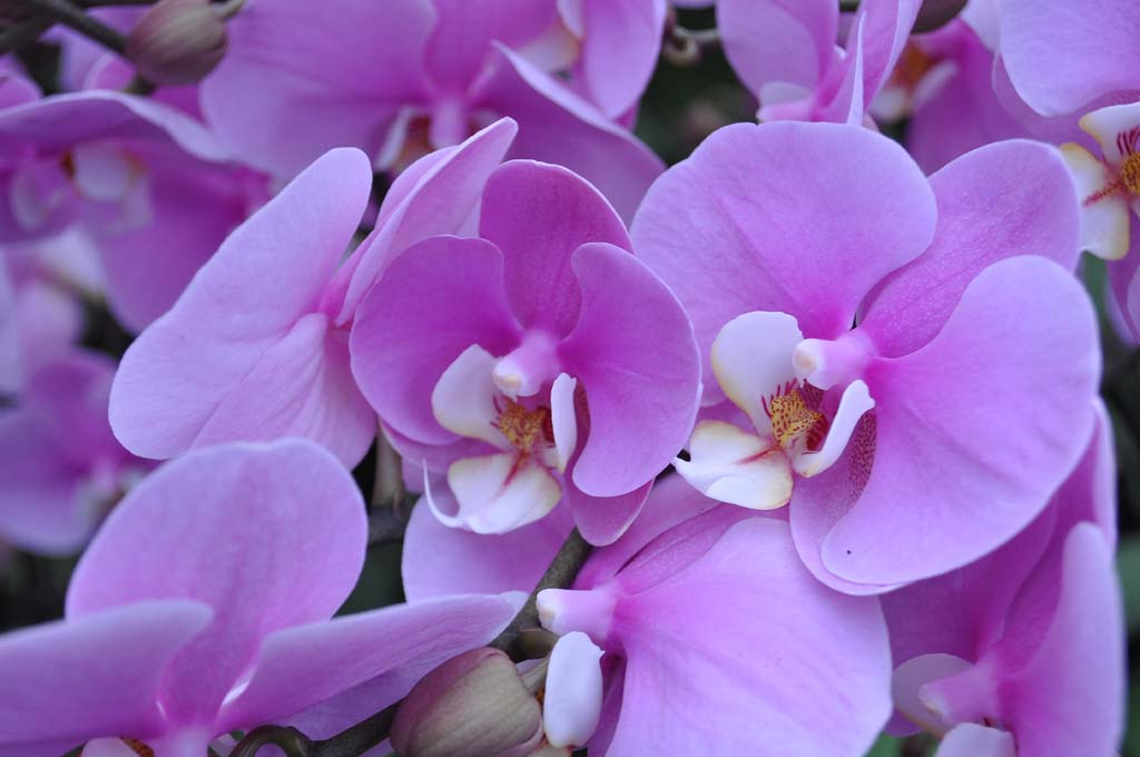 Giống Lan Hồ Điệp trung bình
