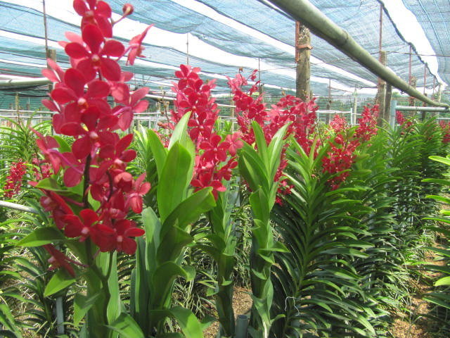 Lan mokara đỏ nồng nàn