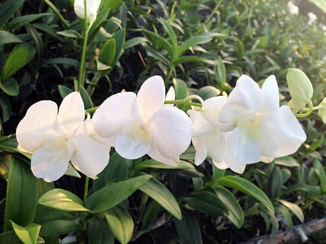 Lan dendro trắng