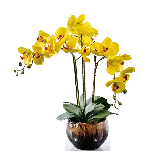 Hoa lan vàng được ưa chuộng nhất ngày tết