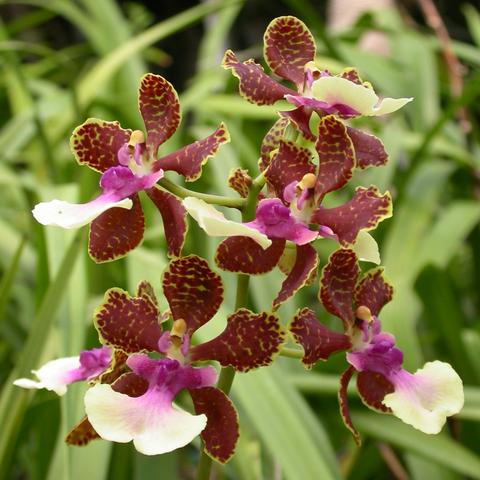 Lan vũ nữ Oncidium Nathakhum