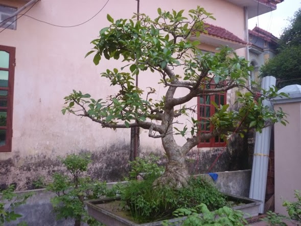 Cây lộc vừng cảnh đẹp 