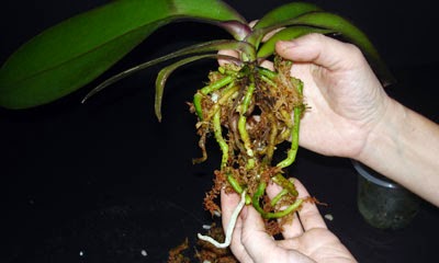 Giá thể trồng lan bằng dớn trắng