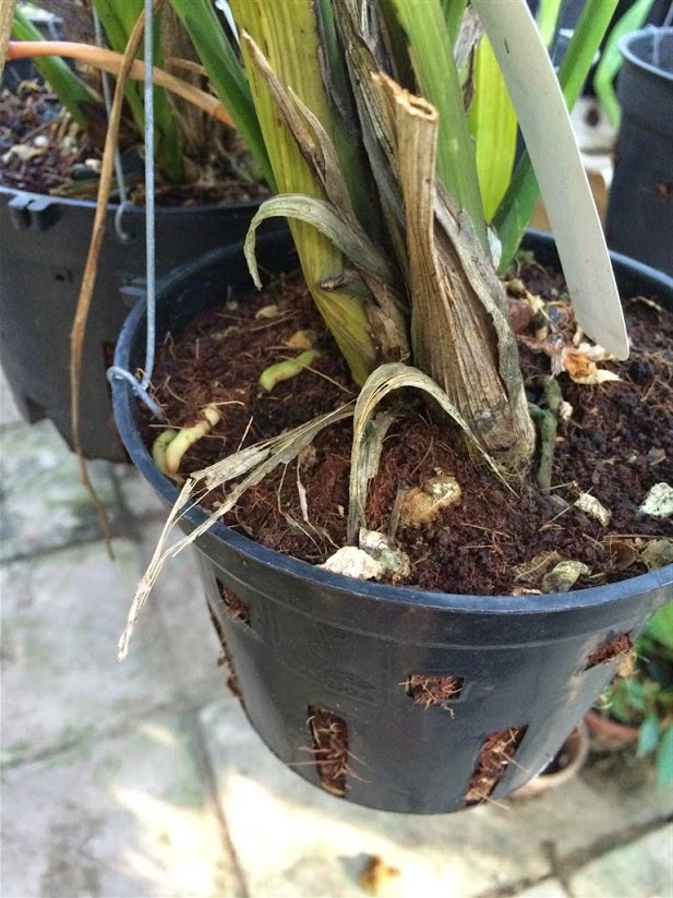 trồng địa lan bằng gì?