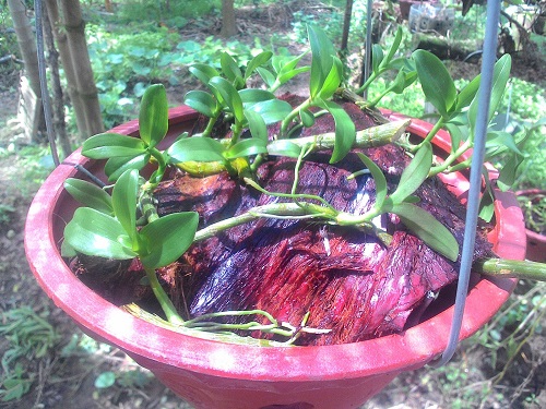 Cách nhân giống lan phi điệp