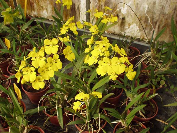 Các loài hoa lan vũ nữ đẹp