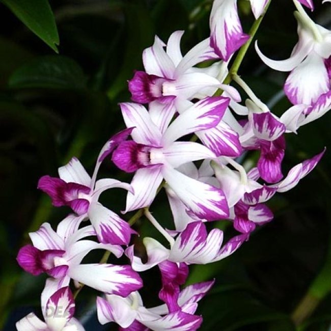 Loài Lan Dendro Nắng đẹp tên tiếng anh là Dendrebium