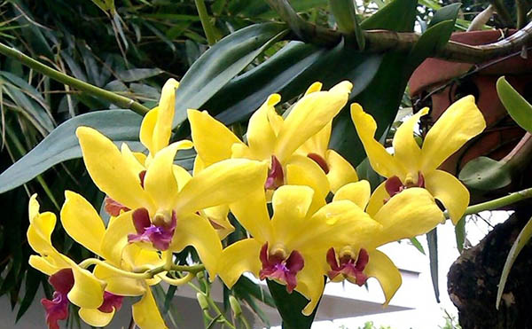 Hoa Lan Dendro nắng đẹp như một thiên thần trong sáng