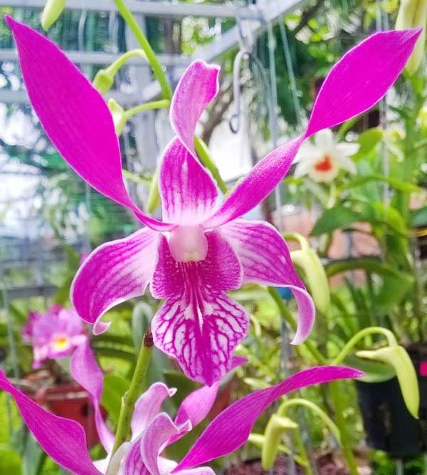 Dendro King Hổ Mang độc đáo hiếm có