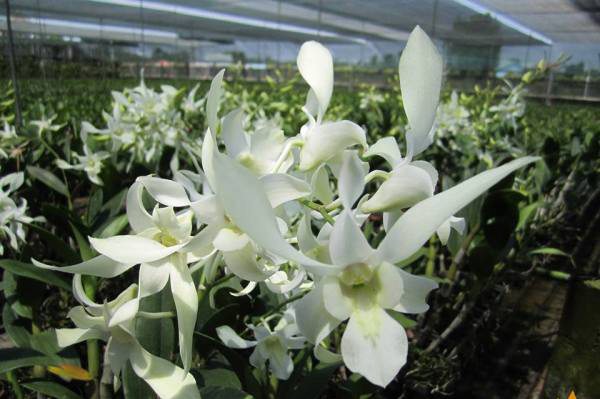 Dendro trắng Bao Thanh Thiên kỳ lạ