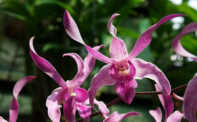 Dendro Kinh Mười Bích cao cấp