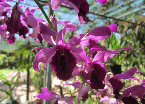 Dendro Nắng lưỡi bò quyến rũ