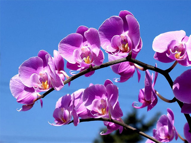 Hình ảnh hồ điệp tím nở rộ giữa bầu trời thơ mộng