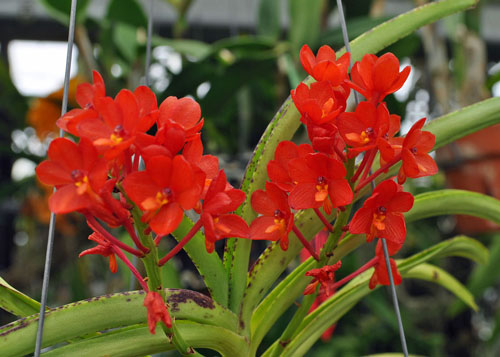 Ảnh hoa lan Vanda tuyệt đẹp được ưa thích nhất