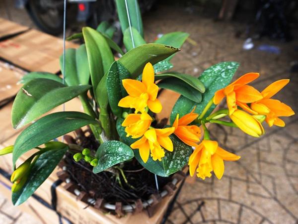 Ảnh hoa lan đẹp được nhiều người yêu thích