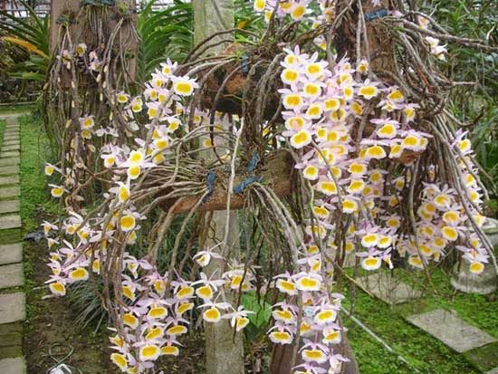 Ảnh hoa lan nở rộ vào dịp tết nguyên đáng