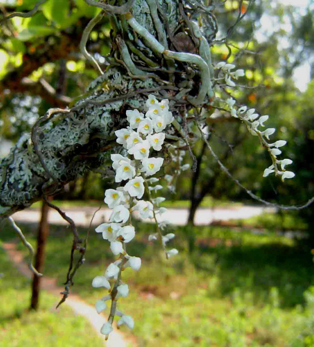 Ảnh hoa lan căn điệp trắng thuần khiết