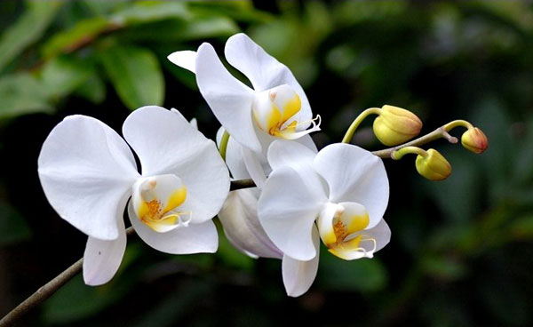 Hoa lan hồ điệp trắng đẹp nhã nhặn