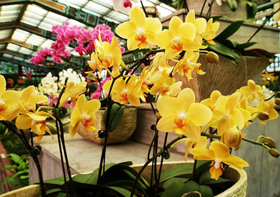 Hình ảnh hoa lan hồ điệp vàng tượng trưng cho sự hi vọng