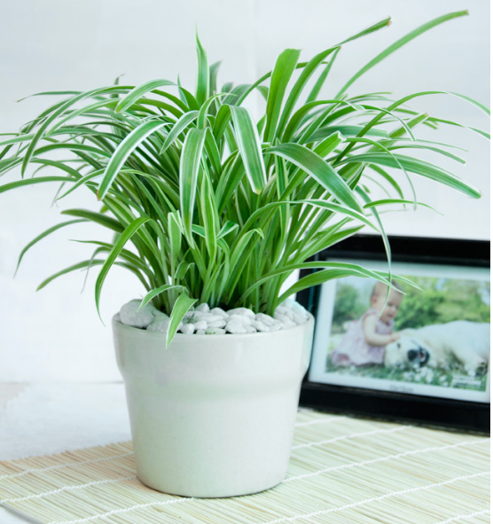 Cây dây nhện trang trí bàn làm việc