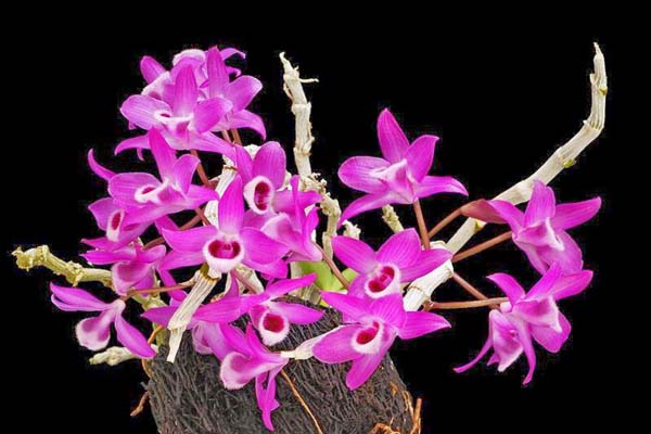 Cận cảnh hoa lan trầm tím 
