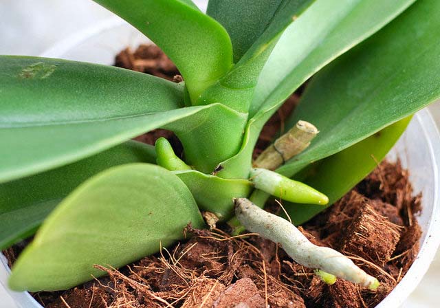 Bật mí cách trồng địa lan đơn giản nhất, bạn đã biết chưa2