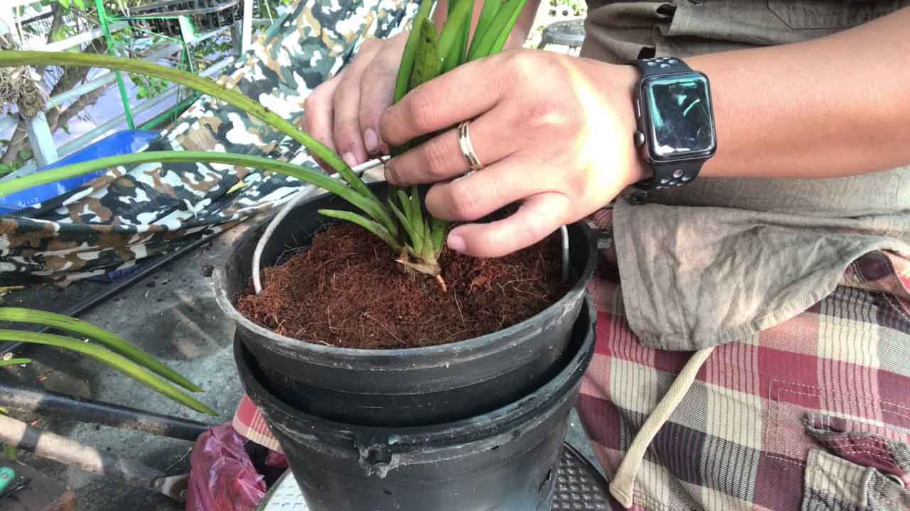 Bật mí cách trồng địa lan đơn giản nhất, bạn đã biết chưa3