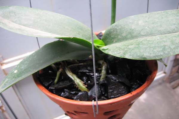 trồng lan hồ điệp băng than củi