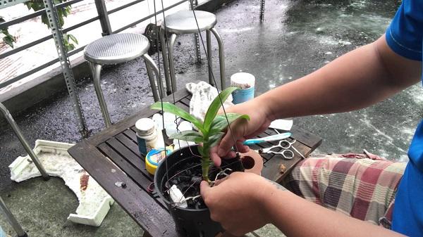 Trồng lan rừng trong chậu cần chọn chậu có khả năng thoát nước tốt,..