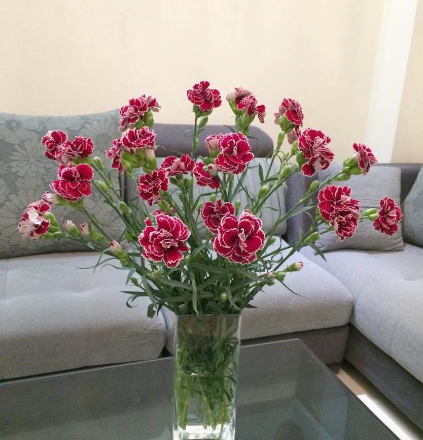 Hoa trang trí phòng khách bằng cẩm chướng