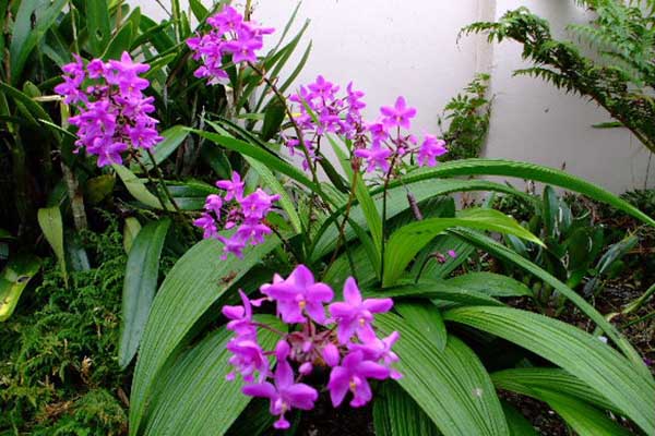 Các loại địa lan 