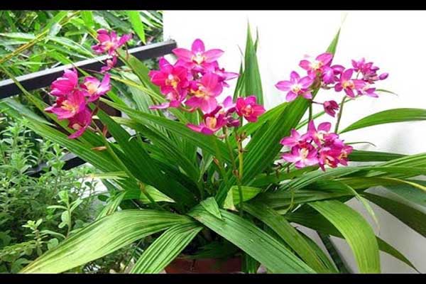 địa lan ở Việt Nam