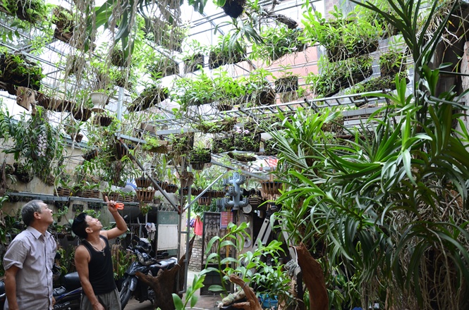 Các loại lan rừng dễ trồng nhất hiện nay