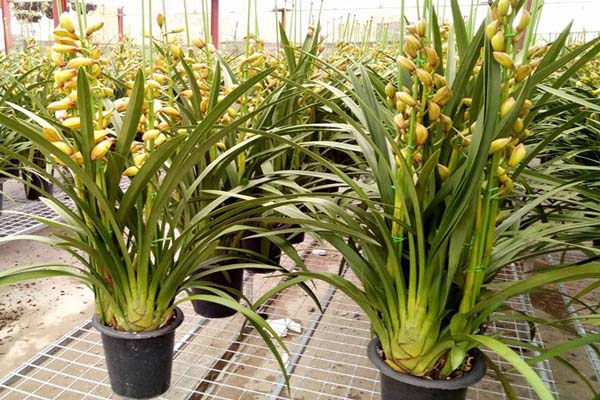 Cách chăm sóc địa lan ra hoa nở theo ý muốn 