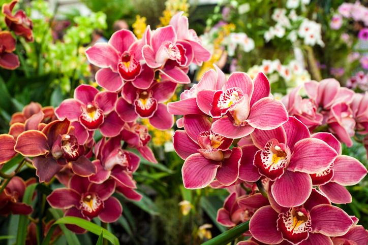 Hoa lan nở rộ đẹp tuyệt vời khi tránh những sai lầm trong chăm sóc phong lan hồ điệp